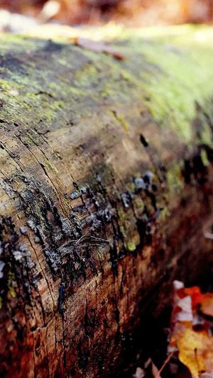 刘耀文黑料截图2