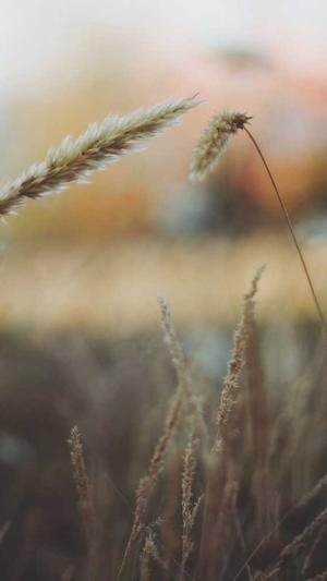 51吃瓜在线观看截图5