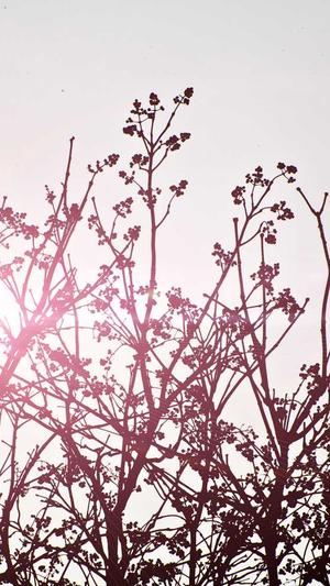 黑料不打烊668su痞幼截图2